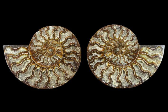 5.5" Agatized Ammonite Fossil - Crystal Pockets